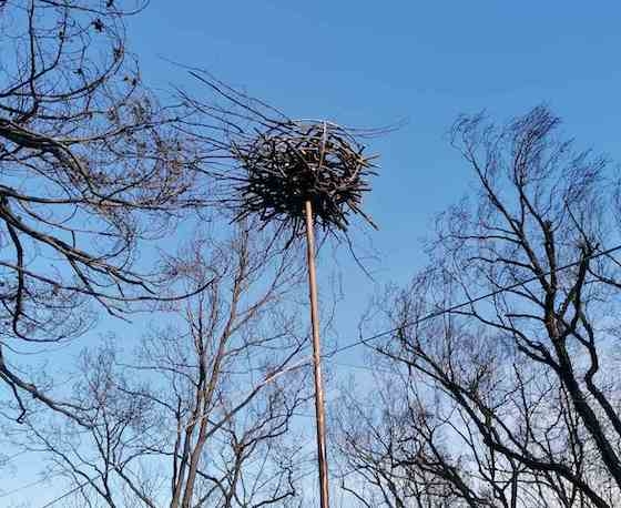 Ολοκληρώθηκε η εγκατάσταση 15 τεχνητών φωλιών για τον Μαυρόγυπα, στους δύο πυρήνες του Εθνικού Πάρκου Δάσους Δαδιάς – Λευκίμης – Σουφλίου.