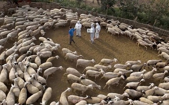 "Όσο μεγαλύτερη η ζημιά, τόσο μικρότερη η αποζημίωση." αναφέρει ο Πρόεδρος του ΑΚΚΕΛ. 