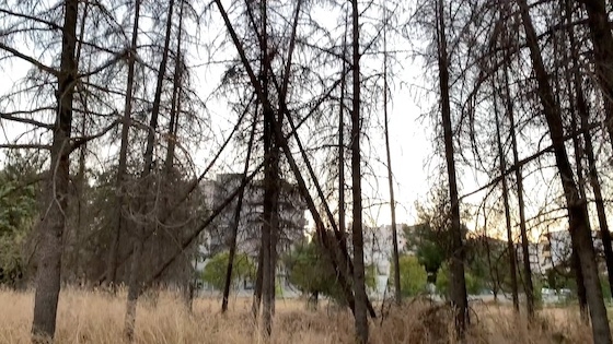 Γερασμένα και άρρωστα πεύκα στον αύλειο χώρο της εγκατάστασης.