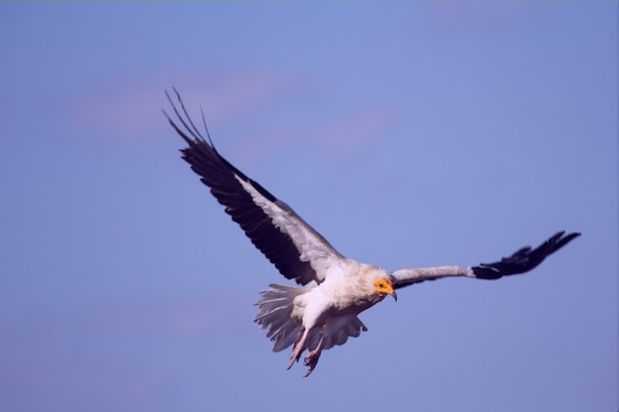 φωτό.: Μπαμπάκας Πέτρος  