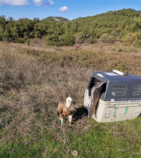Μετά από 1,5 μήνα ξανά ελεύθερος και δυναμωμένος ο γύπας της φωτογραφίας.