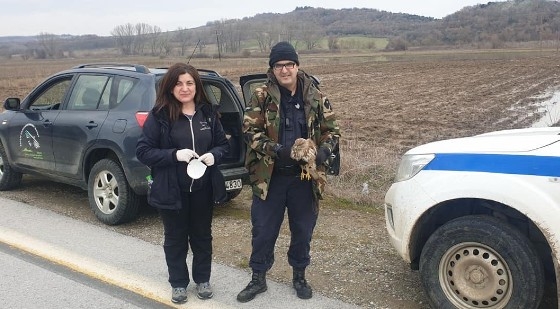 Διασώθηκε τραυματισμένη γερακίνα στον Πέπλο Έβρου