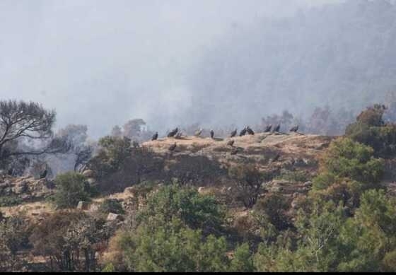 Η φωτογραφία είναι από την φωτιά του 2022 στο δάσος της Δαδιάς.