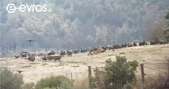 Τα πουλιά του δάσους της Δαδιάς συγκεντρωμένα.