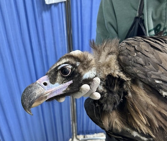 Σύμωνα με την ΑΝΙΜΑ θα μείνει όσο χρειαστεί στις εγκαταστάσεις του Συλλόγου για να ανακτήσει το βάρος του και να γίνουν όλες οι απαραίτητες αιματολογικές εξετάσεις.