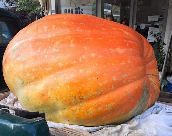 Η κολοκύθα 240 κιλών καλλιεργήθηκε στον Κέραμο της Ορεστιάδας.