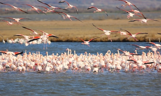Τα Φοινικόπτερα (φλαμίνγκο) ξεπέρασαν τα 4.000 πουλιά!