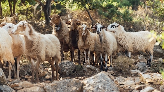 Η γεωγραφική ιδιαιτερότητα του Έβρου καθιστά την περιοχή ζώνη υψηλής προτεραιότητας. 