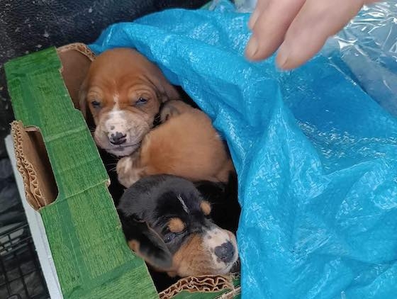 Οι τρεις ψυχούλες που εντοπίστηκαν κλεισμένες σε μία κούτα