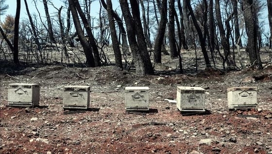 Οι μελέτες για την ένταξη στο συγκεκριμένο μέτρο θα είναι δωρεάν μετά από συμφωνία του ΥΠΑΑΤ με το ΓΕΩΤΕΕ.