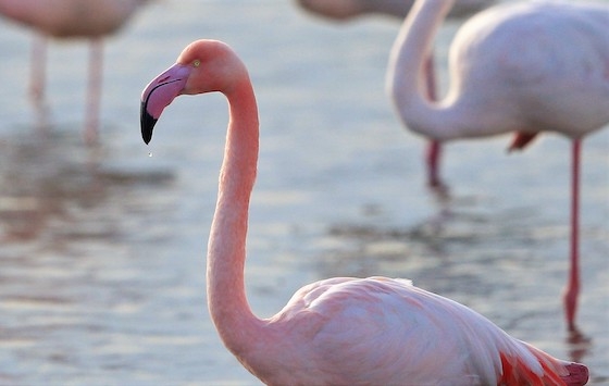 Το συγκεκριμένο πουλί είχε δακτυλιωθεί πριν από 21 χρόνια στην αποικία του Δέλτα του Γκεντίζ.