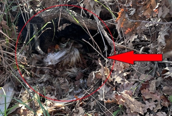 Καθοριστικός ο ρόλος του εκπαιδευμένου σκύλου στον εντοπισμό της.