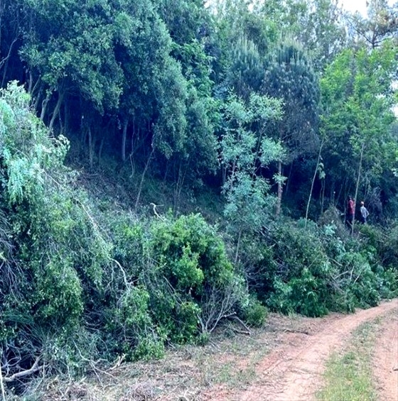 ΥΠΕΝ: Εργασίες καθαρισμού σε δασικές περιοχές του Έβρου