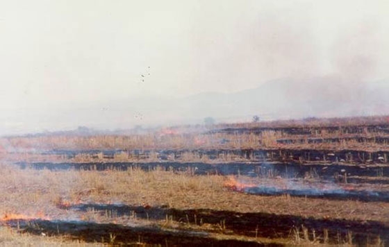 Υπενθύμιση απαγόρευσης καύσης σιτοκαλαμιών
