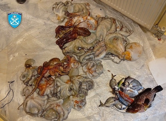 Ο δράστης συνελήφθη επ’ αυτοφώρω ενώ είχε ήδη αλιεύσει συνολικά είκοσι επτά κιλά χταπόδια!