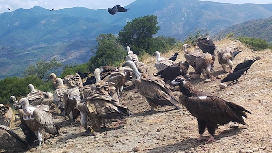 "Ίσως τελικά υπάρχει ελπίδα για τον ασπροπάρη, τα όρνια και τα σπάνια αρπακτικά πουλιά που έχουν βρει καταφύγιο στον Κομψάτο".