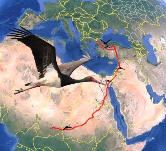 Το ταξίδι του Πελαργού διήρκεσε σχεδόν τρεις μήνες!