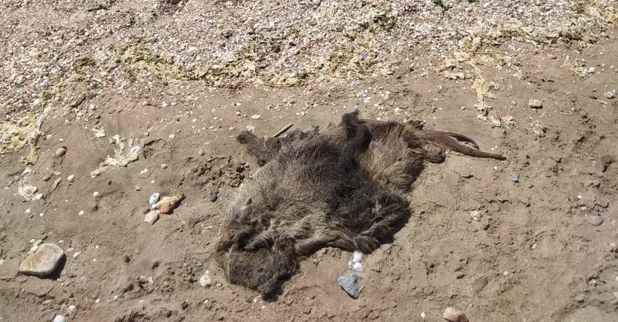 Το αδειανό κέλυφος του μυοκάστορα