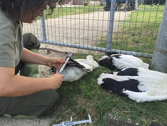 Η δακτυλίωση των πελαργών πραγματοποιείται με σκοπό να δουν οι ειδικοί πως βρίσκουν το δρόμο στο ταξίδι τους αλλά και που πηγαίνουν για να περάσουν το χειμώνα τους.