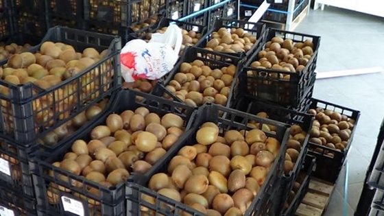 Δωρεάν διανομή ακτινιδίων σε Αλεξανδρούπολη και Φέρες