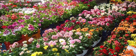 Ορεστιάδα: Ξεκινά η προετοιμασία για την 14η Ανθοκομική Έκθεση