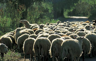 Ο αριθμός ζώων, τα οποία είναι έγκλειστα και πόσα έχουν θανατωθεί ανά περιοχή.