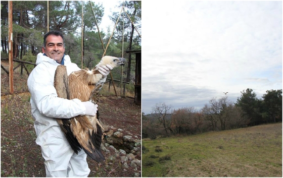 Απελευθερώθηκε γύπας στο Εθνικό Πάρκο Δάσους Δαδιάς