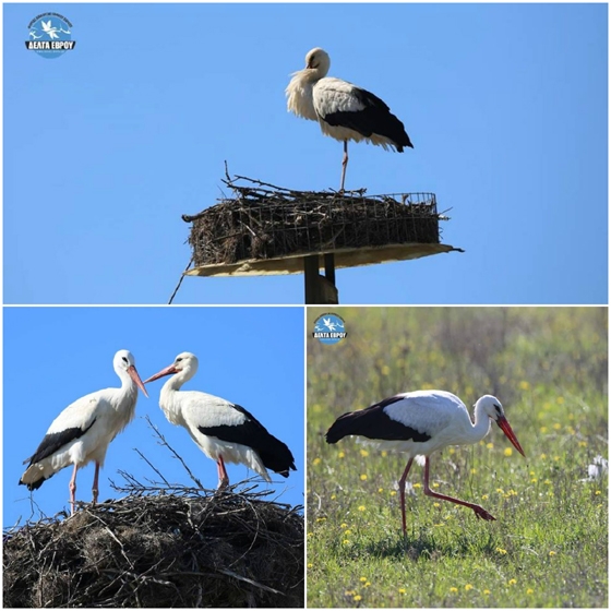 "Μύρισε" Άνοιξη: Έφτασαν οι πρώτοι πελαργοί στον Πόρο (Ευρωπαϊκό Χωριό των Πελαργών)