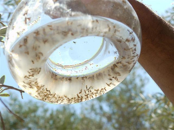 Σκοπός είναι η παρακολούθηση του πληθυσμού του δάκου της ελιάς και ο ψεκασμός σε περίπτωση κινδύνου