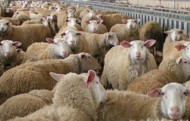 40.000 πρόβατα από ευλογιά και 30.000 λόγω καταρροϊκού.