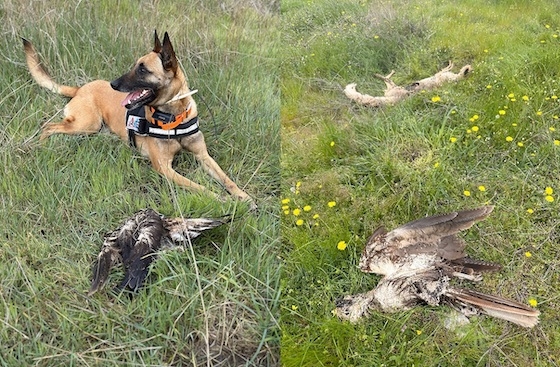 Τα περισσότερα ζώα που βρέθηκαν ήταν σε προχωρημένη σήψη.