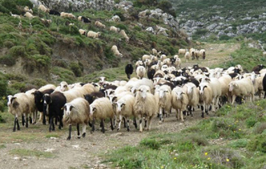 Ο καταρροϊκός πυρετός έχει προσβάλλει 13 εκτροφές σε Έβρο, Ροδόπη, Καβάλα, σε αναζωπύρωση η ευλογιά στο νότιο Έβρο.