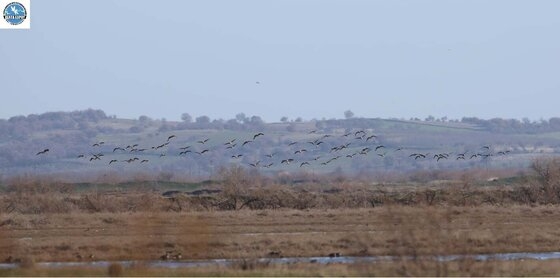 Οι Νανόχηνες και πάλι στο Δέλτα!
