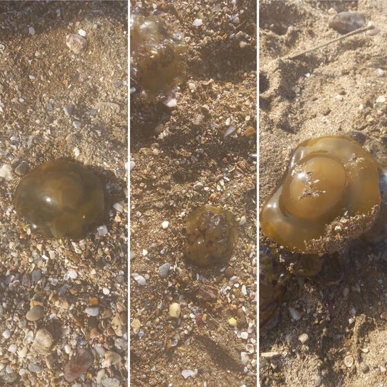 Αυτές είναι οι καφέ μέδουσες που εντοπίζονται τις τελευταίες ημέρες σε παραλίες της Αλεξανδρούπολης.