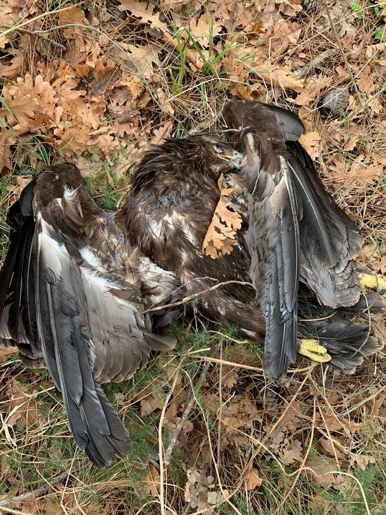 Αυτοί είναι οι δύο Μαυρόγυπες που βρέθηκαν νεκροί στο Εθνικό Πάρκο Δάσους της Δαδιάς.