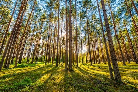 Οι Δήμοι έχουν πλέον στη διάθεσή τους ένα νέο χρηματοδοτικό εργαλείο ύψους 30 εκατ. ευρώ για τη δημιουργία ζωνών προστασίας από δασικές πυρκαγιές.