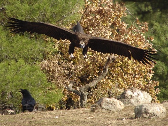 Θράκη & Δάσος Δαδιάς: Tο WWF Ελλάς μετά από 30 χρόνια δίνει την "σκυτάλη" στην Εταιρία Προστασίας Βιοποικιλότητας Θράκης